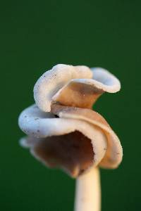 Helvella latispora image