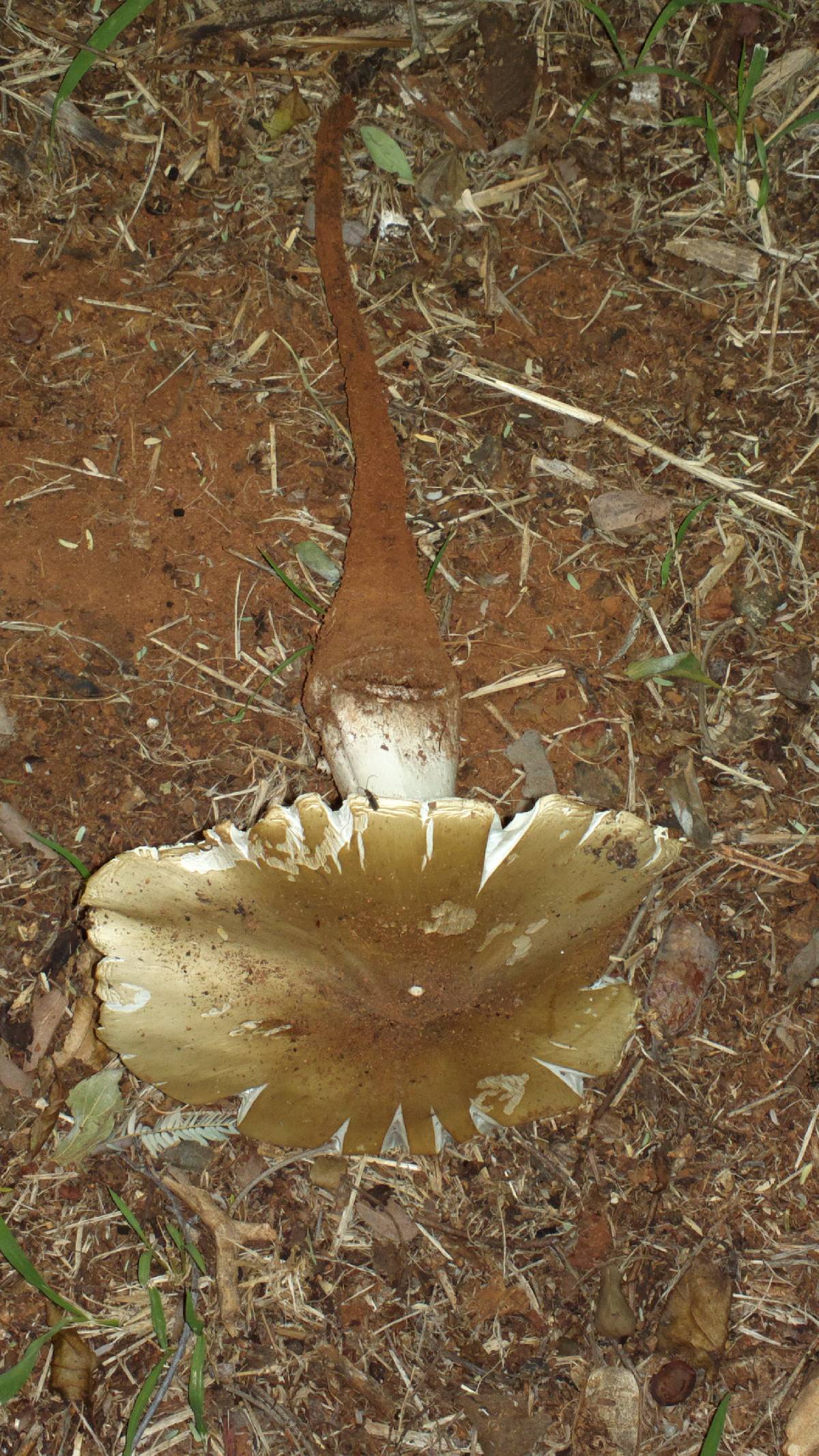 Termitomyces umkowaan image