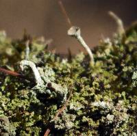 Cladonia ochrochlora image