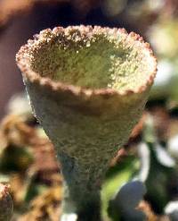 Cladonia chlorophaea image