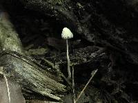 Psathyrella longipes image