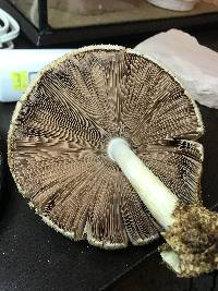 Volvariella bombycina image