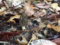 Morchella brunnea image