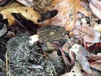 Morchella brunnea image