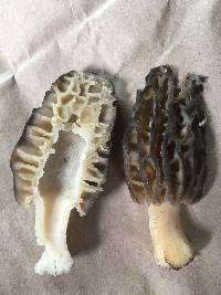 Morchella brunnea image