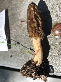 Morchella brunnea image