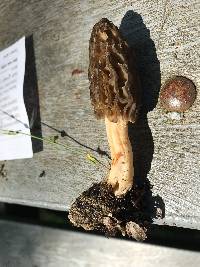 Morchella brunnea image