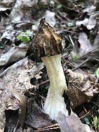 Morchella punctipes image