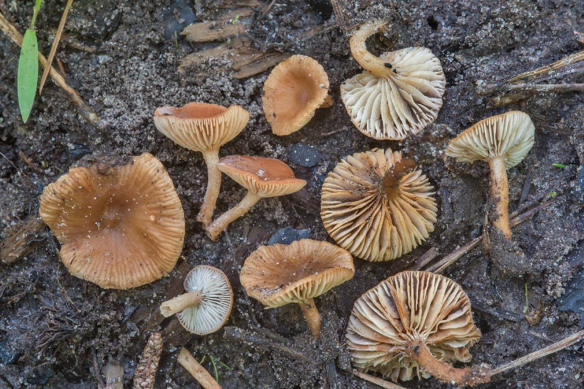 Lactarius obscuratus image