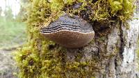 Phellinus igniarius image