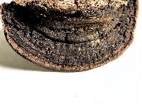 Image of Nigrofomes sinomelanoporus