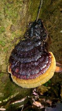 Ganoderma microsporum image