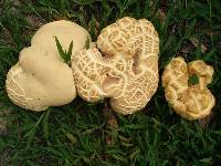 Calvatia booniana image