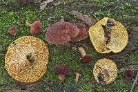 Tricholomopsis rutilans image