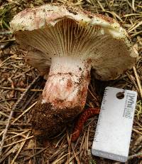 Hygrophorus purpurascens image