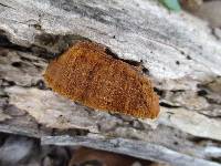 Phellinus robiniae image