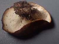 Gyromitra melaleucoides image