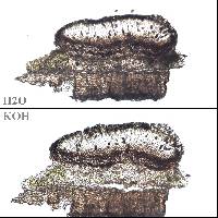 Amandinea punctata image