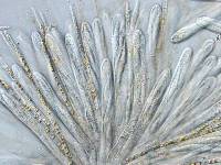 Lachnellula ellisiana image