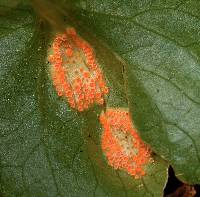 Puccinia violae image