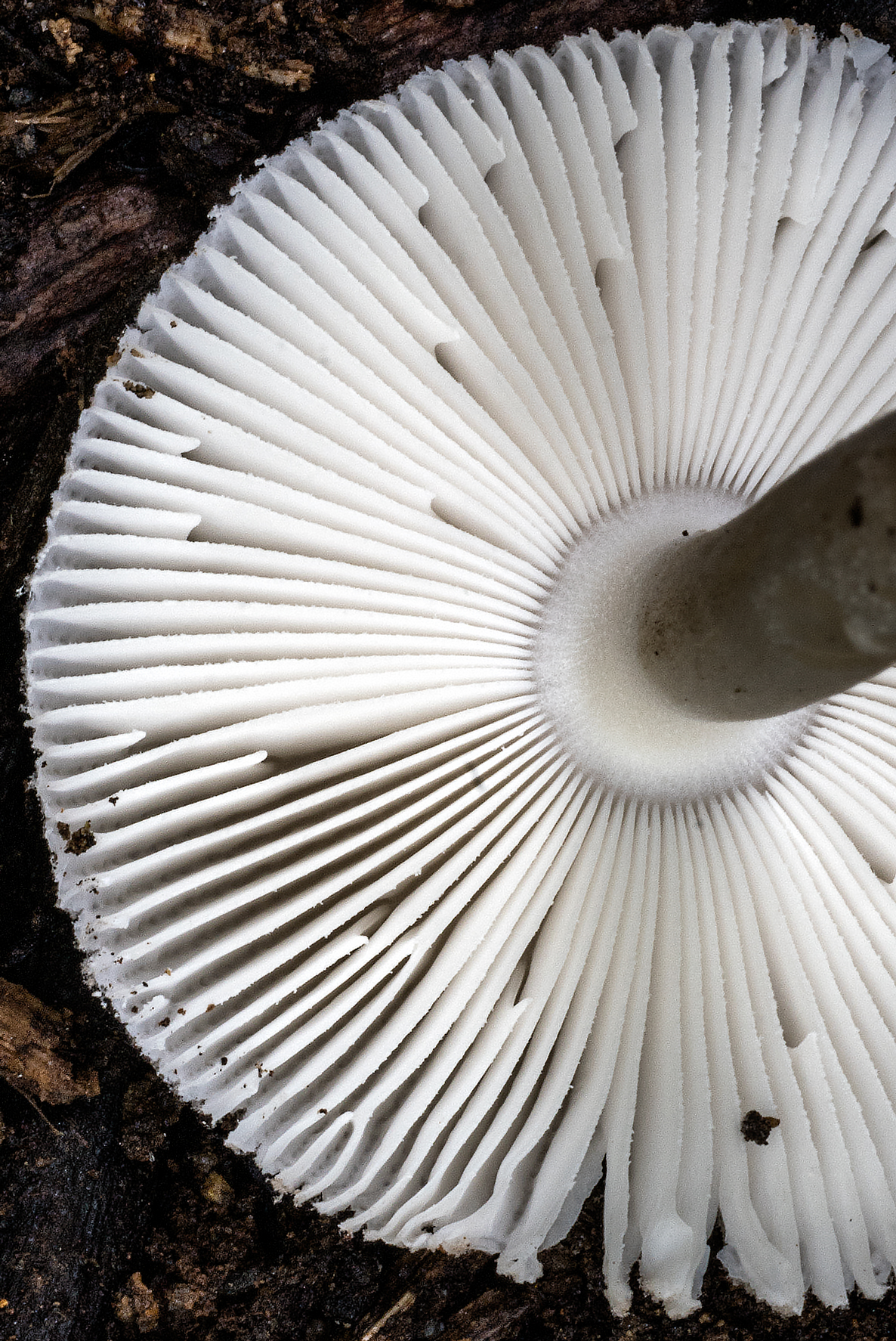 Amanita subvaginata image