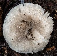 Amanita subvaginata image