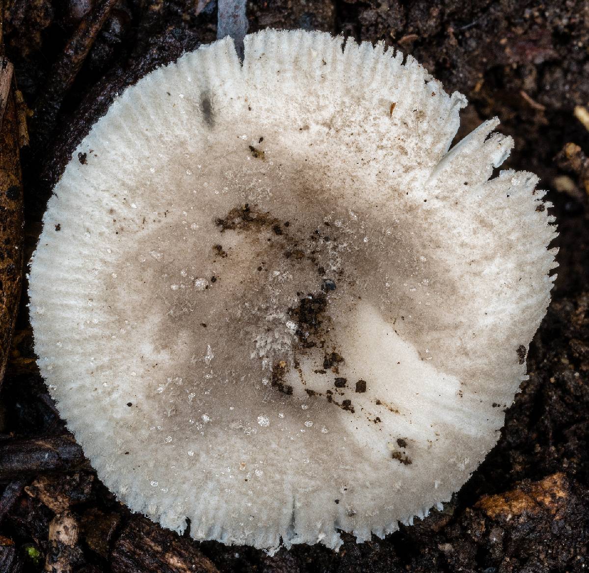 Amanita subvaginata image