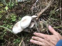 Macrocybe spectabilis image