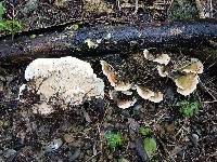 Trametes pavonia image