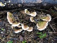 Trametes pavonia image