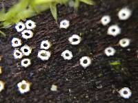 Stictis radiata image