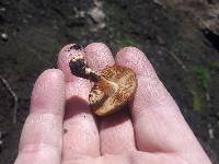 Pholiota highlandensis image