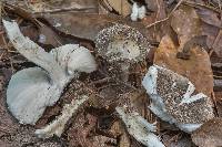 Amanita cinereoconia image