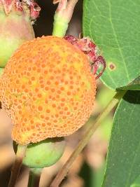 Gymnosporangium libocedri image