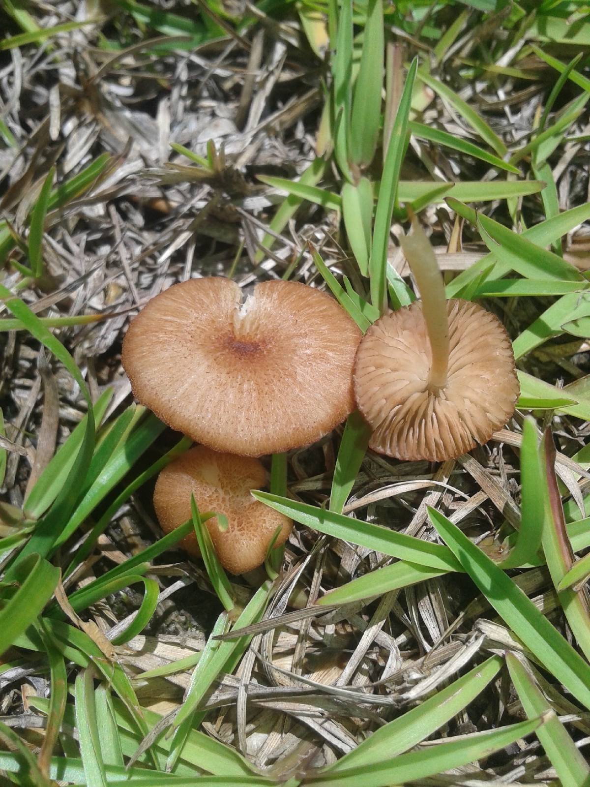 Entoloma umbiliciforme image