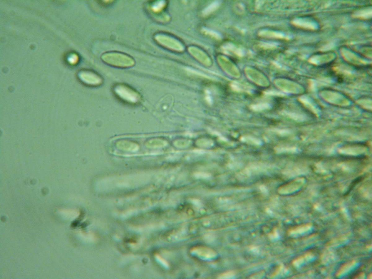 Rutstroemia conformata image