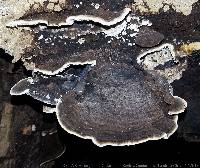 Coriolopsis caperata image