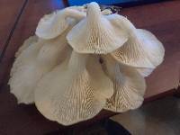 Pleurotus citrinopileatus image