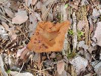 Gyromitra korfii image