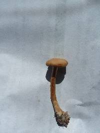 Protostropharia semiglobata image