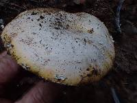 Amanita aprica image