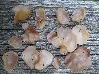 Auricularia americana image