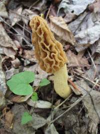 Morchella diminutiva image