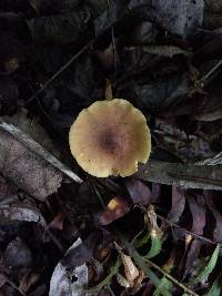 Xeromphalina tenuipes image