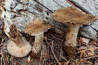 Cortinarius subolivascens image