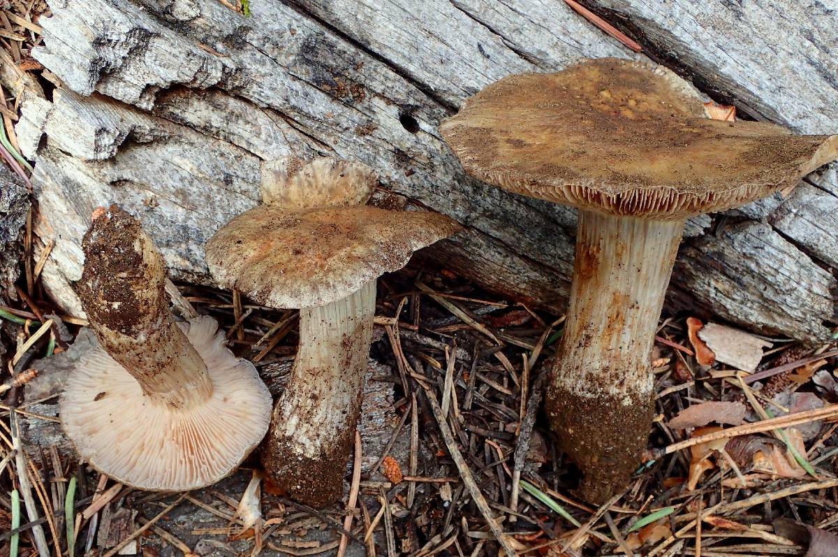 Cortinarius subolivascens image