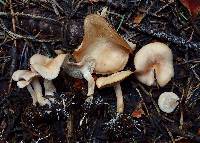 Clitocybe albirhiza image