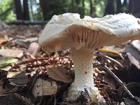 Amanita magniverrucata image