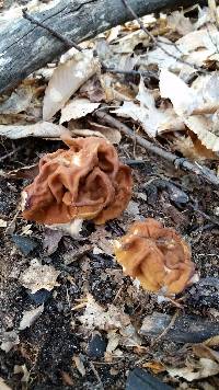 Gyromitra korfii image