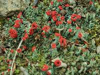 Cladonia didyma image